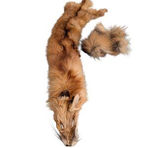 Red Fox Fur Pelt - Tanned Taxidermy, Oddities, Man Cave, Hunting Cabin Decor